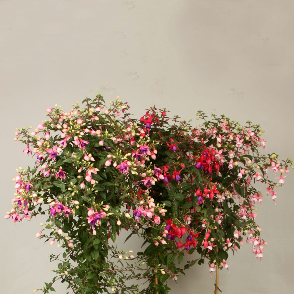 Fuchsia mix Stamm T19 H075