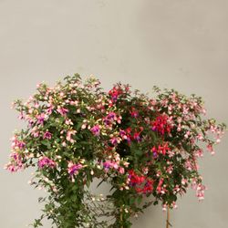 Fuchsia mix Stamm T19 H075