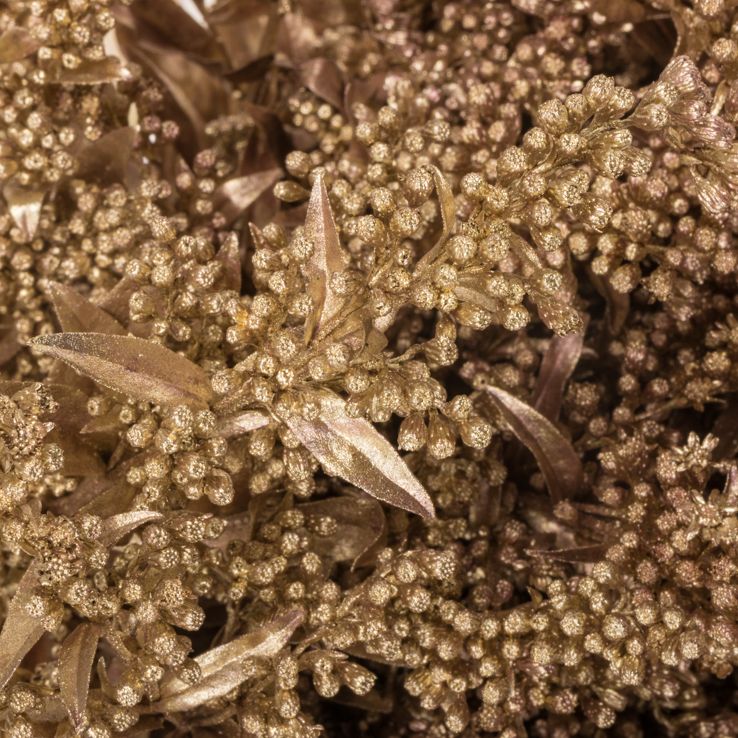 Solidago rosegold gefärbt 70cm 30 Gramm