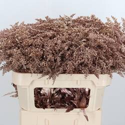 Solidago rosegold gefärbt 70cm 30 Gramm