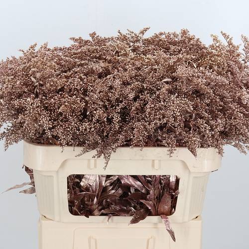 Solidago rosegold gefärbt 70cm 30 Gramm