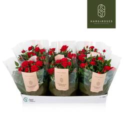 Rosa Schale rot T21 H030