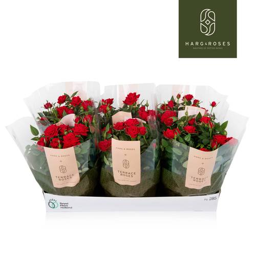 Rosa Schale rot T21 H030