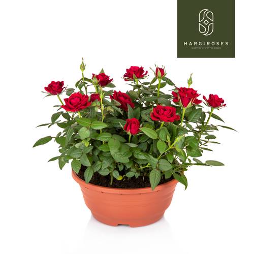 Rosa Schale rot T21 H030