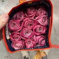 Rose rosa Babaloo (Ec) 70cm