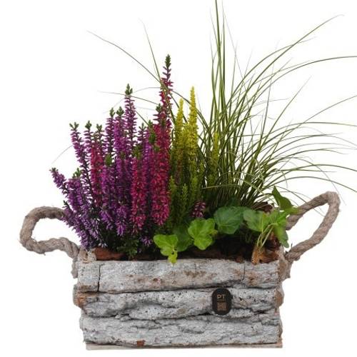 Garten.Arr PTHO7670 Herbst T20 H038