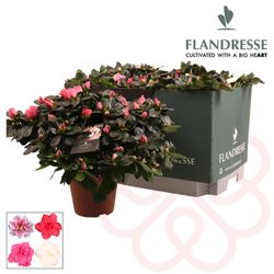 Azalea mix 37-40cm T16 H40