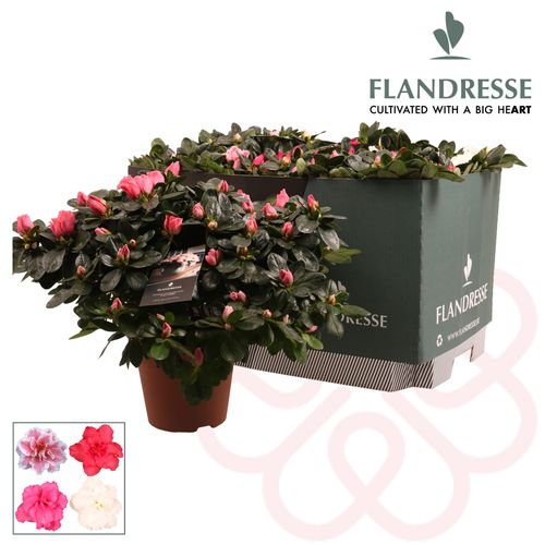 Azalea mix 37-40cm T16 H40