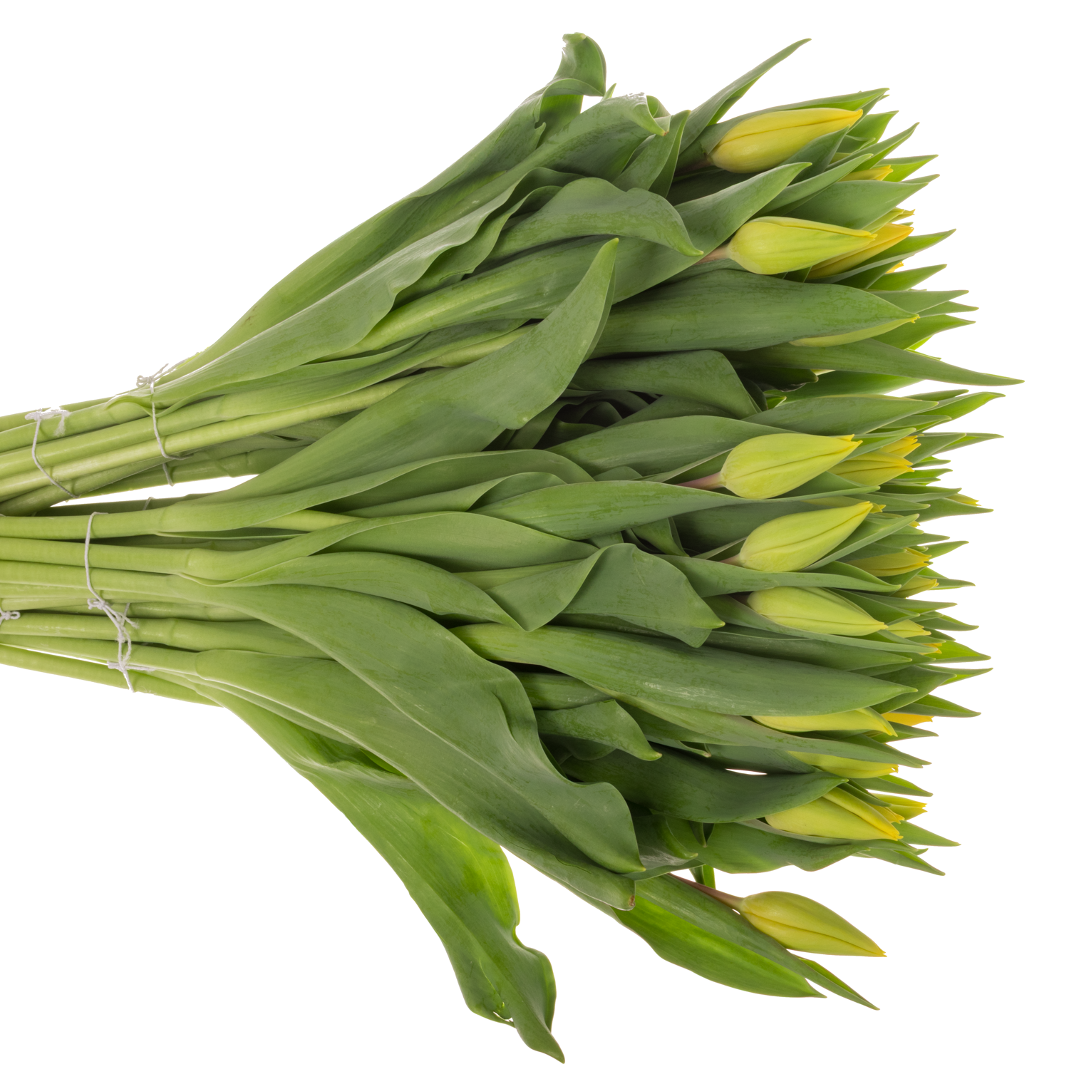 Tulpe gelb Strong Gold 28 Gramm