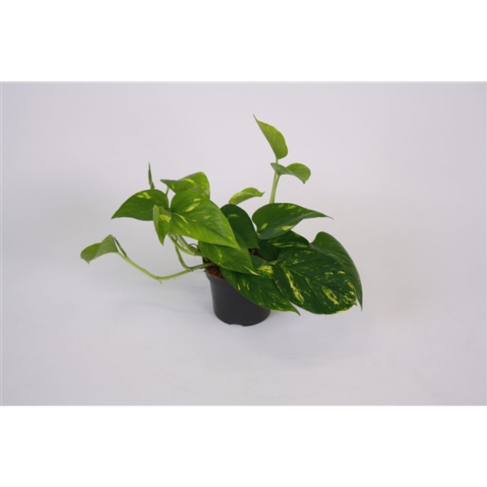 Scindapsus Aureum T12 H25