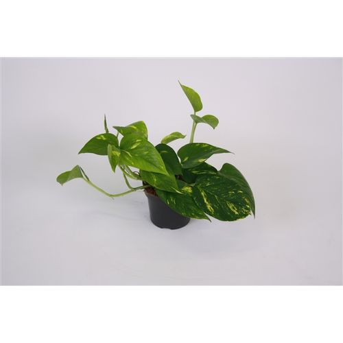 Scindapsus Aureum T12 H25