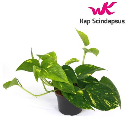 Scindapsus Aureum T12 H25