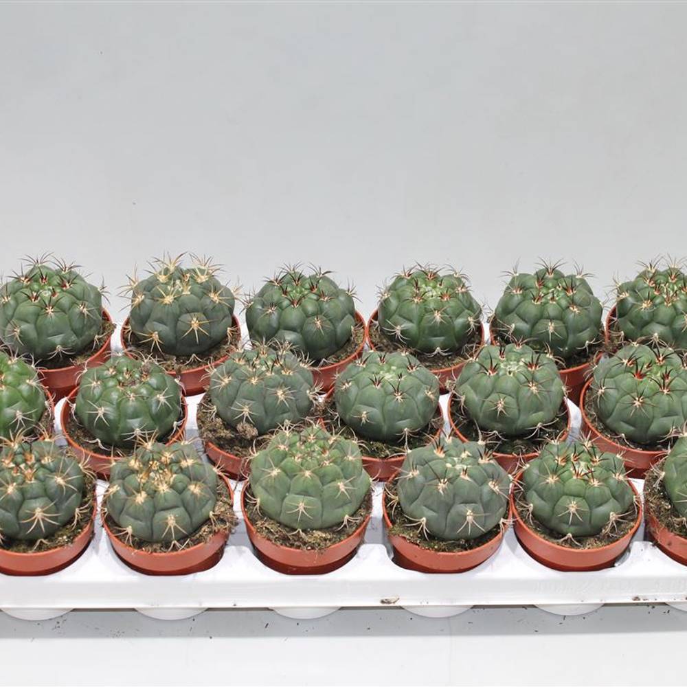 Gymnocalisium Sag T8 H16
