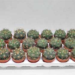 Gymnocalisium Sag T8 H16