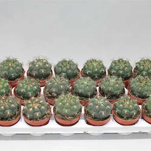 Gymnocalisium Sag T8 H16