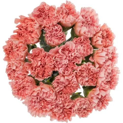 Nelke rosa Taylor 60cm