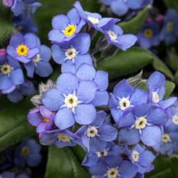 Myosotis blau 45cm x30