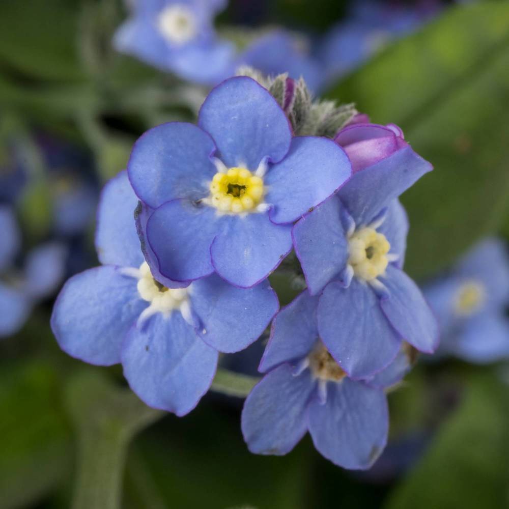 Myosotis blau 45cm x30