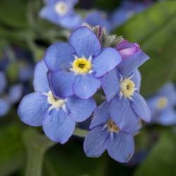 Myosotis blau 45cm x30