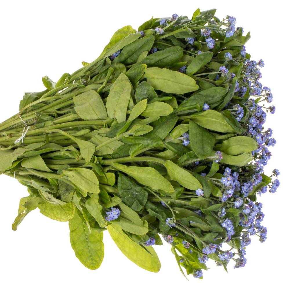 Myosotis blau 45cm x30