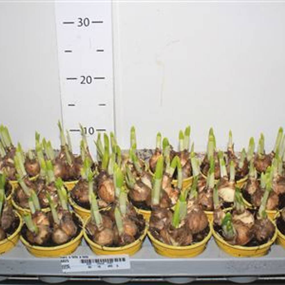 Narzisse Tete Schnapch. von Uhr T09 H012