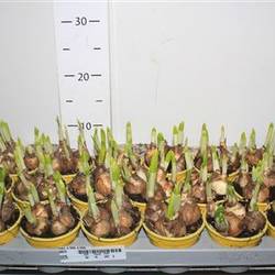 Narzisse Tete Schnapch. von Uhr T09 H012