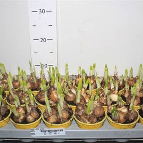 Narzisse Tete Schnapch. von Uhr T09 H012