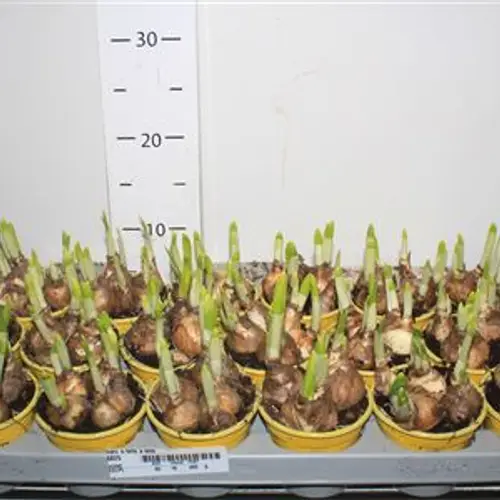 Narzisse Tete Schnapch. von Uhr T09 H012