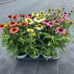 Echinacea mix T17 H050