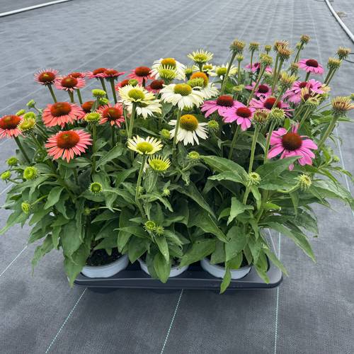 Echinacea mix T17 H050