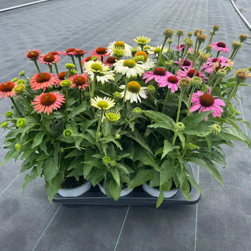 Echinacea mix T17 H050