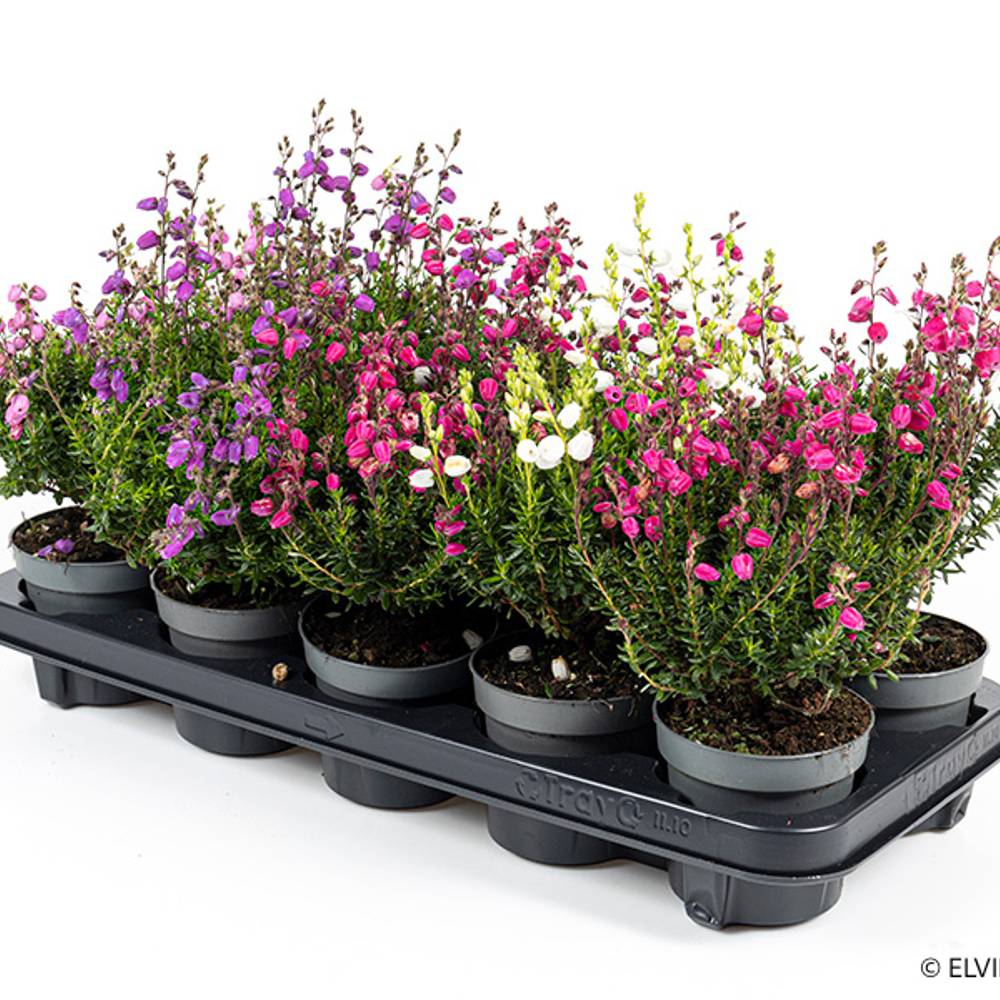 Daboecia Cantabrica mix T11 H035