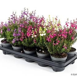 Daboecia Cantabrica mix T11 H035