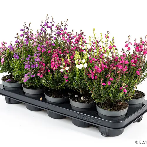 Daboecia Cantabrica mix T11 H035
