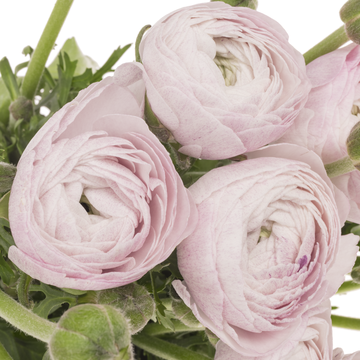 Ranunkel milka Cloni Nebbia 40cm x 30