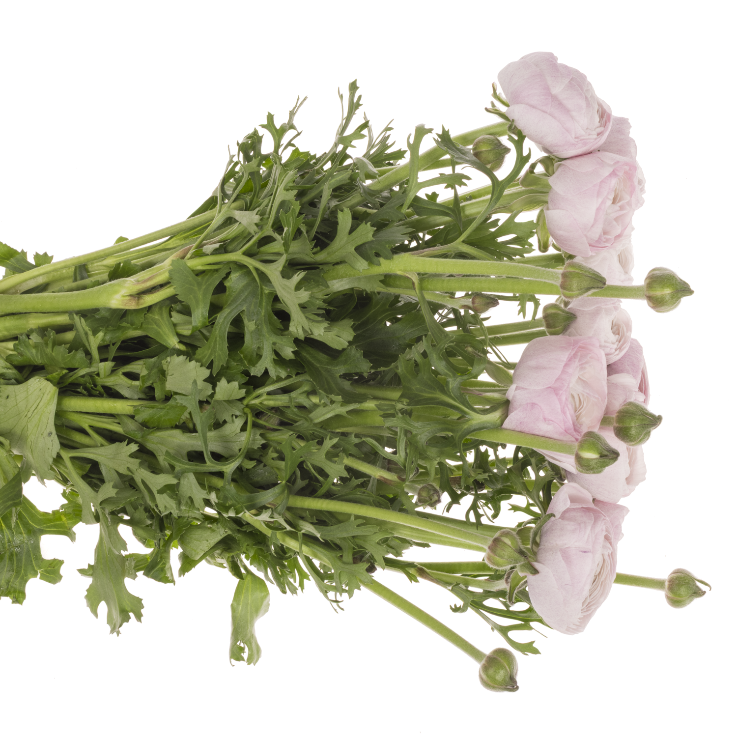 Ranunkel milka Cloni Nebbia 40cm x 30