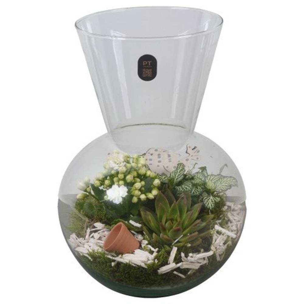 Kal.Arr PTIG2631 T21 H030