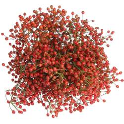 Hagebutte rot Fair Jewel 45cm