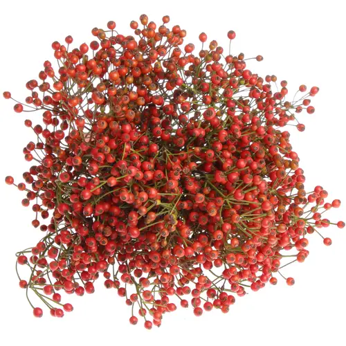 Hagebutte rot Fair Jewel 45cm