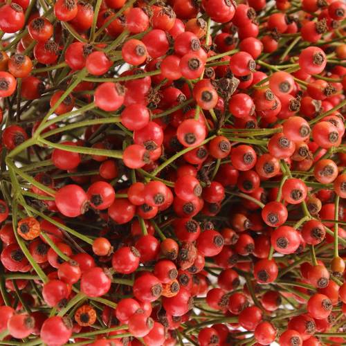 Hagebutte rot Fair Jewel 45cm