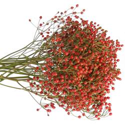 Hagebutte rot Fair Jewel 45cm