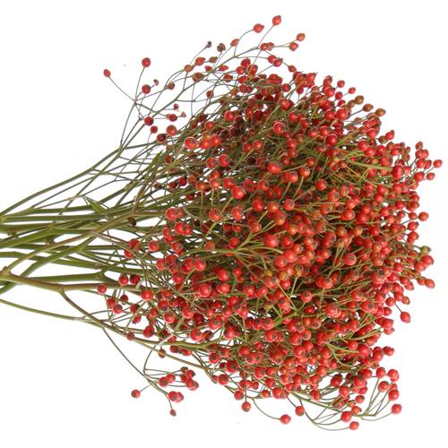 Hagebutte rot Fair Jewel 45cm