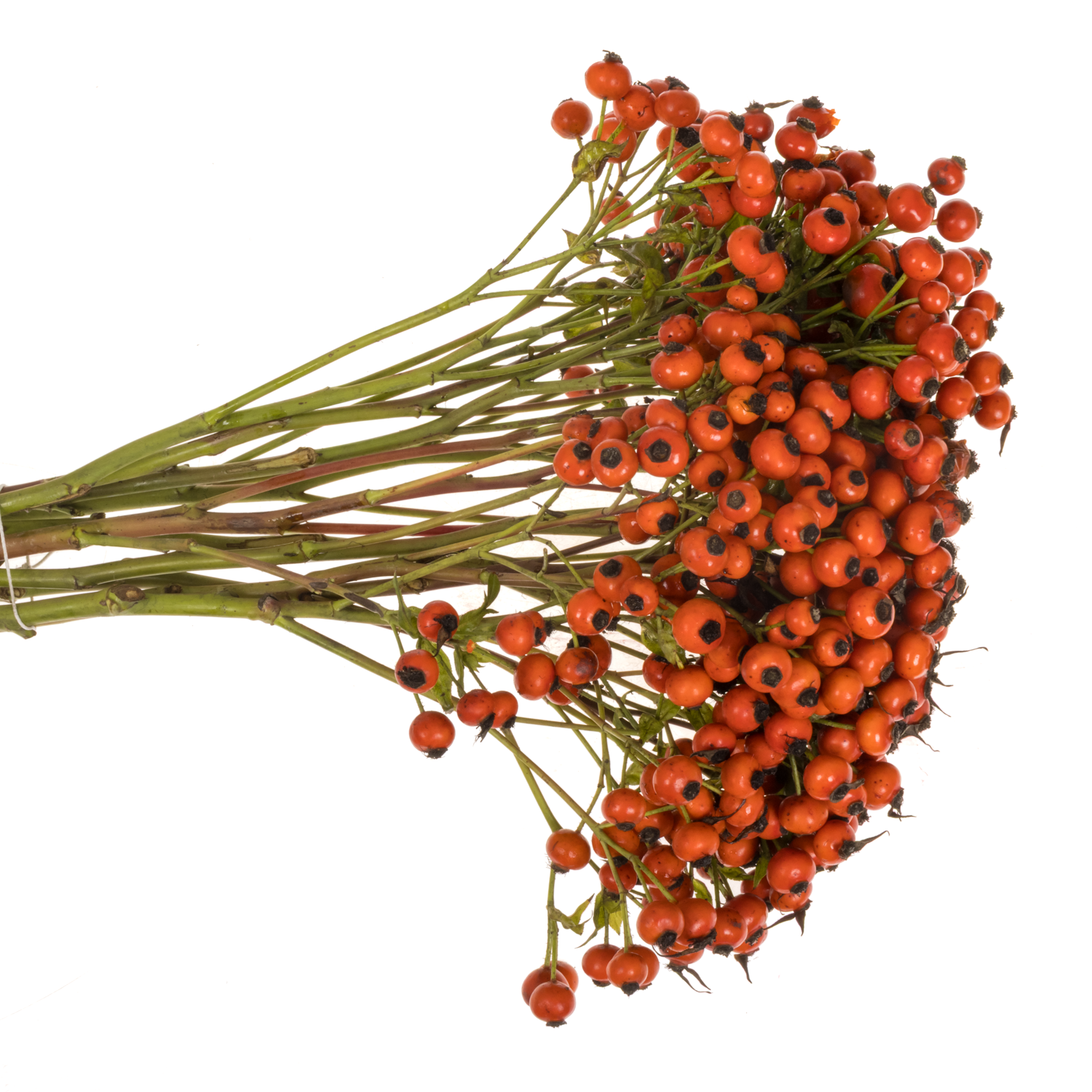 Hagebutte rot Mandarin Hiphop 60cm