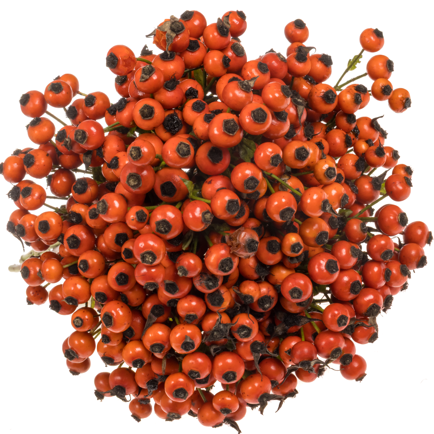 Hagebutte rot Mandarin Hiphop 60cm