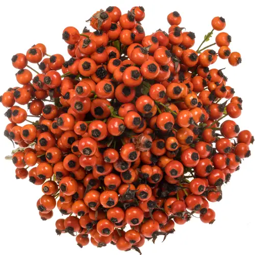 Hagebutte rot Mandarin Hiphop 60cm