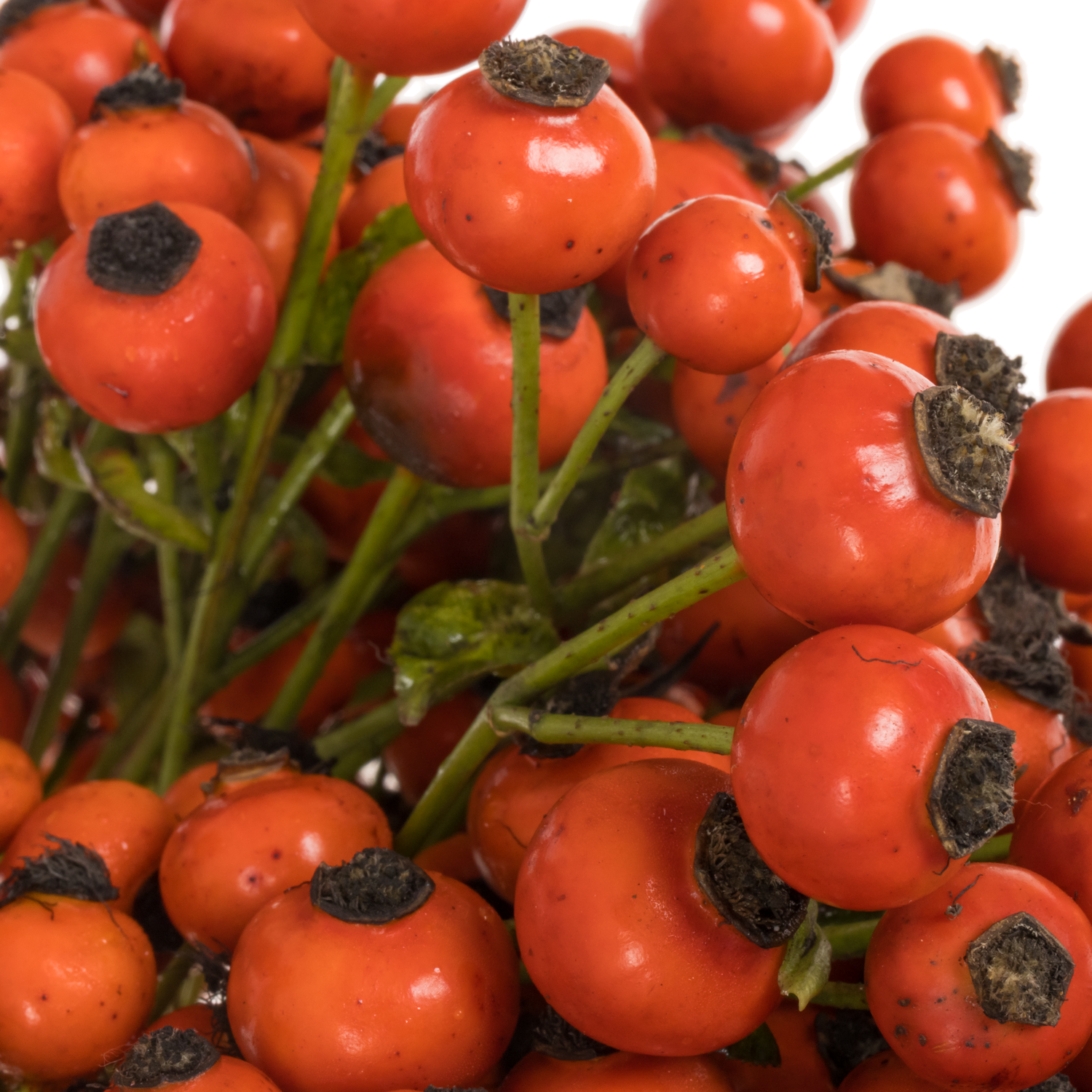 Hagebutte rot Mandarin Hiphop 60cm