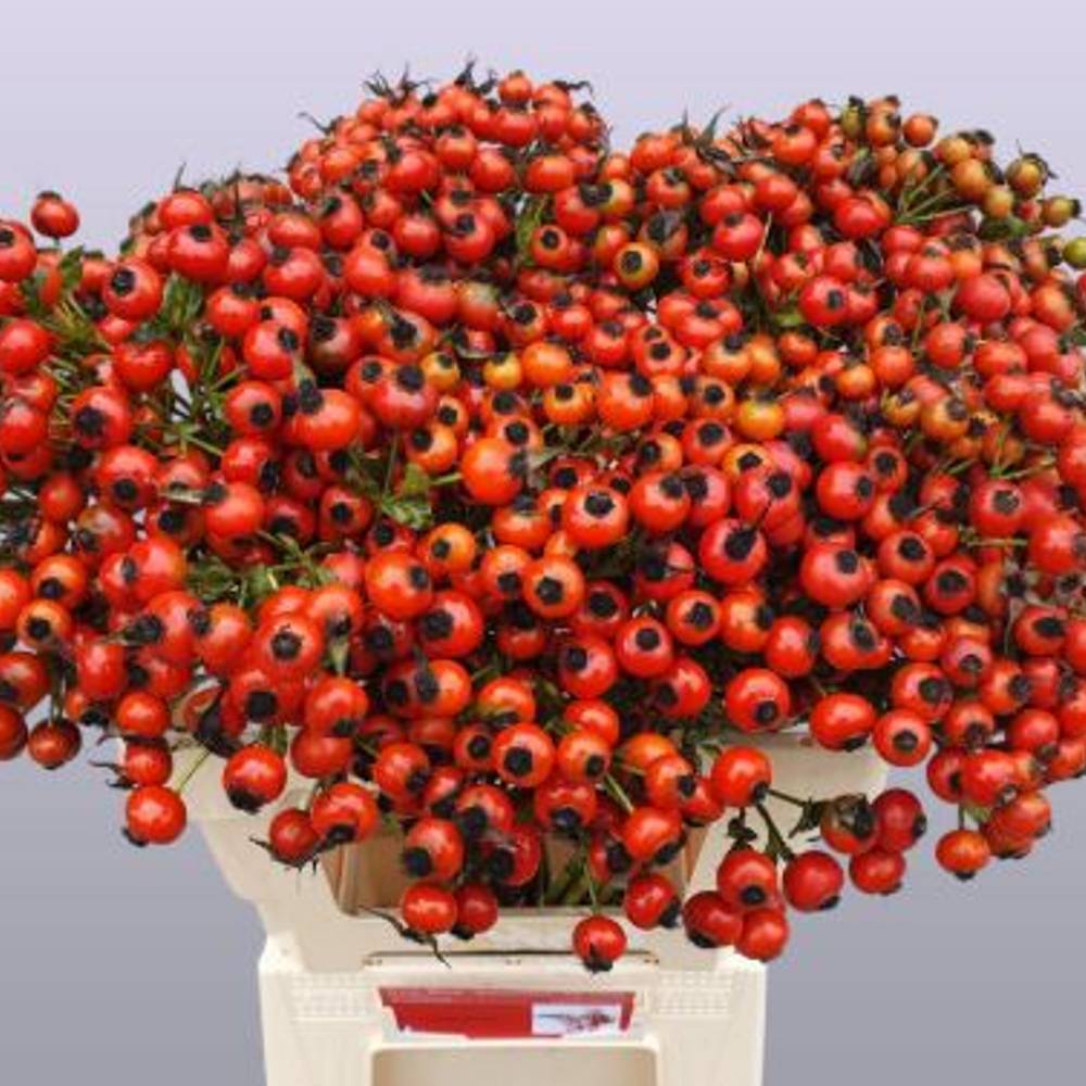 Hagebutte rot Mandarin Hiphop 60cm