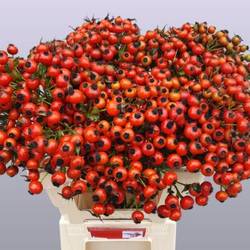 Hagebutte rot Mandarin Hiphop 60cm