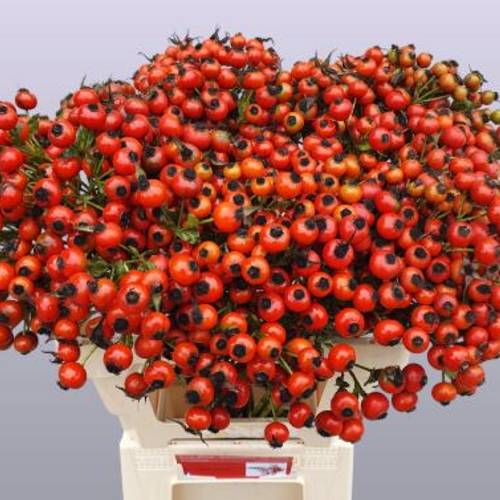 Hagebutte rot Mandarin Hiphop 60cm