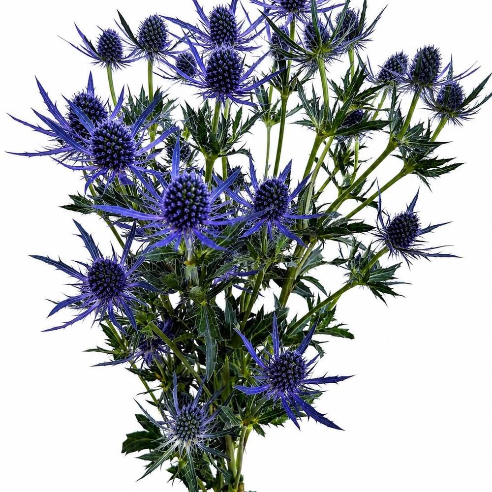 Distel dunkel blau  Magical Purple Lagoon 60cm